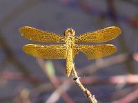 Mexican Amberwing - Santa Cruz County, AZ - 08/23/06
