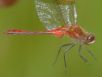 Ruby Meadowhawk - male - Saratoga County, NY - 08/14/05