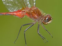 Ruby Meadowhawk - male - Saratoga County, NY - 08/14/05