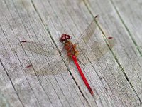 Saffron-Winged Meadowhawk - male - Saratoga County, NY - 09/12/09