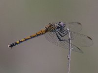 Seaside Dragonlet - female - Monroe County, FL - 04/19/08
