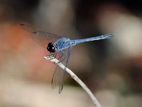Seaside Dragonlet - male - Monroe County, FL - 05/16/10