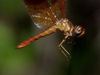 Slough Amberwing - Santa Cruz County, AZ - 08/23/06