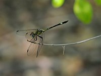 Three-Striped Dasher - Monroe County, FL - 05/06/14