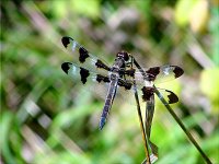 Twelve-Spotted Skimmer - male - Saratoga County, NY - 08/24/03