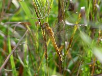 Wandering Glider - Saratoga County, NY - 09/14/03