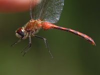 White-Faced Meadowhawk - male - handheld -  Hamilton County, NY - 08/27/05