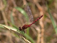 White-Faced Meadowhawk - male - Hamilton County, NY - 09/04/04