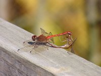 Yellow-Legged - pair - Saratoga County, NY - 10/13/03