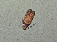 Gerdana caritella - Saratoga County, NY - 07/06/15