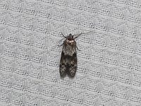 Asaphocrita aphidiella - Saratoga County, NY - 05/30/15