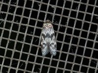 Asaphocrita aphidiella - Saratoga County, NY - 06/02/15