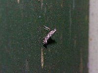 Acrocercops astericola - Saratoge County, NY - 11/24/14