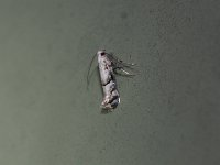 Apple Barkminer Moth - Saratoga County, NY- 06/22/15