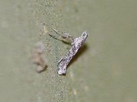 Ash Leaf-Cone Roller Moth - Saratoga County, NY - 10/17/14