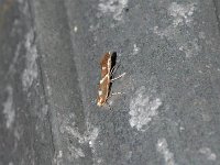 Cameraria australisella - Saratoga County, NY - 06/10/15