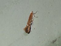 Cameraria conglomeratella - Saratoga County, NY - 05/25/16