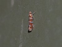 Cameraria corylisella - Saratoga County, NY - 07/21/15