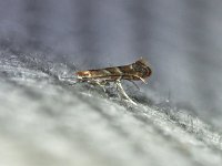 Cameraria guttifinitella - Saratoga County, NY - 08/19/15