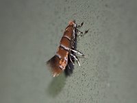 Cameraria hamameliella - Saratoga County, NY - 07/10/15