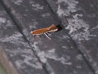 Cameraria ulmella - Saratoga County, NY - 05/26/20