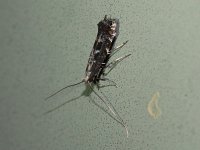 Leucospilapteryx venustella - Saratoga County, NY - 08/23/15