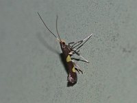 Maple Caloptilia Moth - Saratoga County, NY - 07/27/15