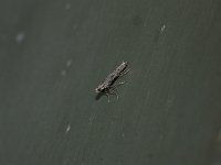 Neurobathra strigifinitella - Saratoga County, NY - 06/05/15