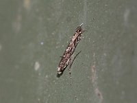 Neurobathra strigifinitella - Saratoga County, NY - 06/15/15