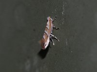 Pecan Leafminer Moth - Saratoga County, NY - 07/21/15