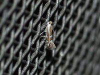 Phyllonorycter ledella - Saratoga County, NY - 08/28/15