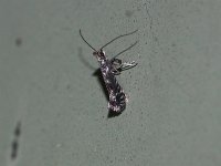 Unidentified Parornix Moths - Saratoga County, NY - 07/06/15