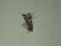 Unidentified Parornix Moths - Saratoga County, NY - 08/09/15