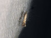 Unidentified Phyllonorycter Moths - Saratoga County, NY - 05/05/15