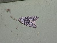 Bondia crescentella - Saratoga County,  NY - 05/04/15