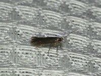 Cigar Casebearer Moth - Saratoga County, NY - 07/21/15