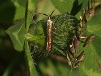 Coleophora deauratella - Saratoga County, NY - 06/06/15