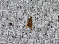 Coleophora limosipennella - Saratoga County, NY - 07/14/15