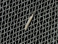 Coleophora lineapulvella - Saratoga County, NY - 08/12/15