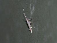 Coleophora quadrilineella - Saratoga County, NY- 06/24/15