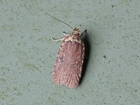Agonopterix argillacea - Saratoga County, NY - 04/14/15