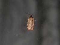 Agonopterix atrodorsella - Saratoga County, NY - 04/17/15