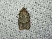 Bog Bibarrambla Moth - Saratoga County, NY - 05/24/15