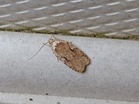 Curved-line Agonopterix Moth - Saratoga County, NY - 05/01/15