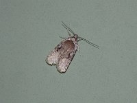 Curved-line Agonopterix Moth - Saratoga County, NY - 05/04/15