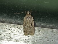 Curved-line Agonopterix Moth - Saratoga County, NY - 05/15/15