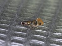 Decantha stecia - Saratoga County, NY - 08/04/15