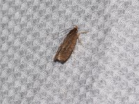 Dotted Leaftier Moth - Hartford County, CT- 06/20/15