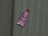 Dotted Leaftier Moth - Saratoga County, NY- 06/21/15