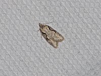 Packard's Concealer Moth - Saratoga County, NY - 05/06/15